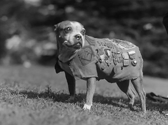 sadiapg - Sergeant Stubby at your service