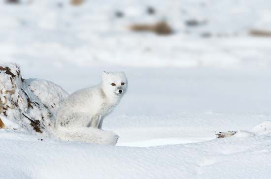 2caettleyapg.com - Arctic fox